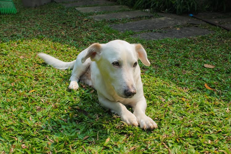 Cachorro branco deitado tranquilamente no gramado do sítio, representando a atmosfera pacífica e acolhedora do local